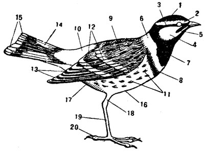 . 73.       . 1 -  (''); 2 -   ; 3 -  ''  ; 4 - ; 5 - ''; 6 -   (''); 7 -   ; (, ''); 8 -     (''); 9 -   ; 10 -   (''); 11 -     (); 12 -     ( ''); 13 -     ( ); 14 -      ('  '); 15 -     (    ); 16 - ; 17 -  (); 18 - ; 19 -  (); 20 -  () 