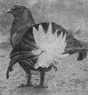 . 156. - ( . . )