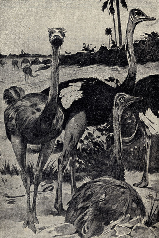   (Struthio molybdophanes)