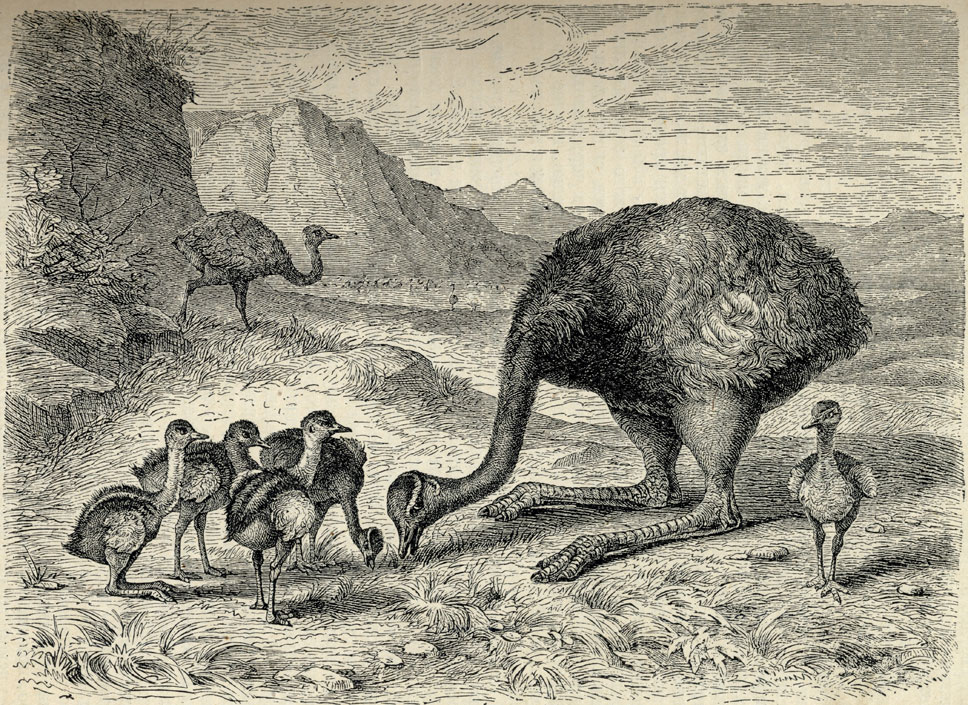   (Rhea americana)
