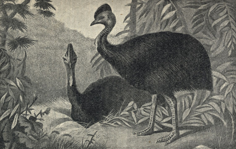   (asuarius casuarius)