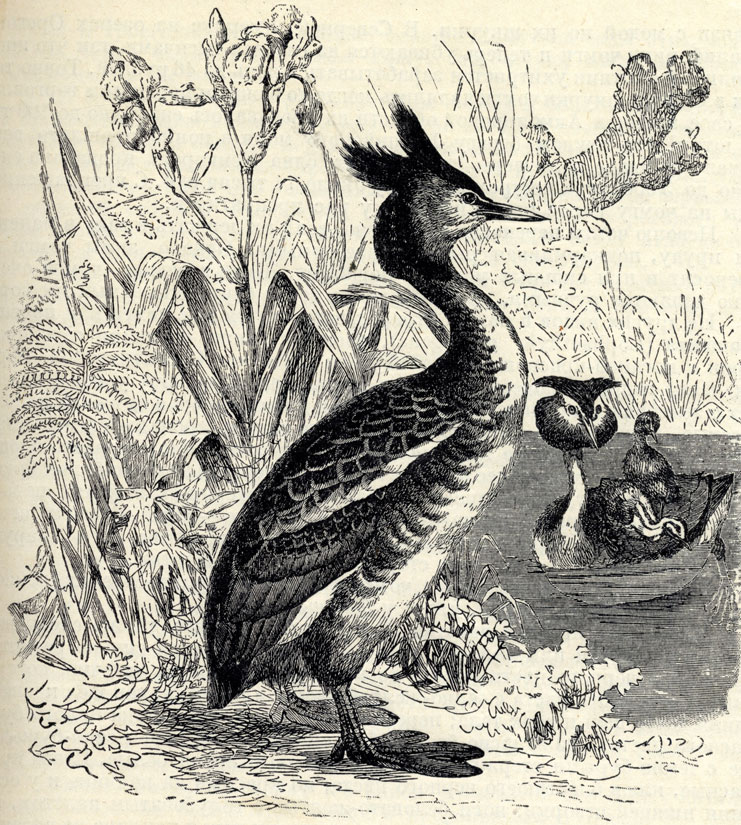  (Lophaethyia cristata); 1/4 . 