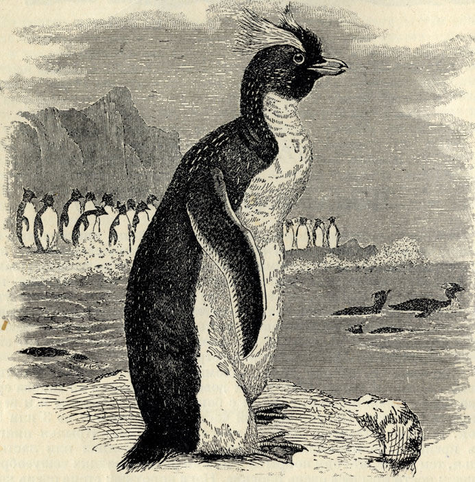   (Eudyptes chrysocome); 1/4 . 