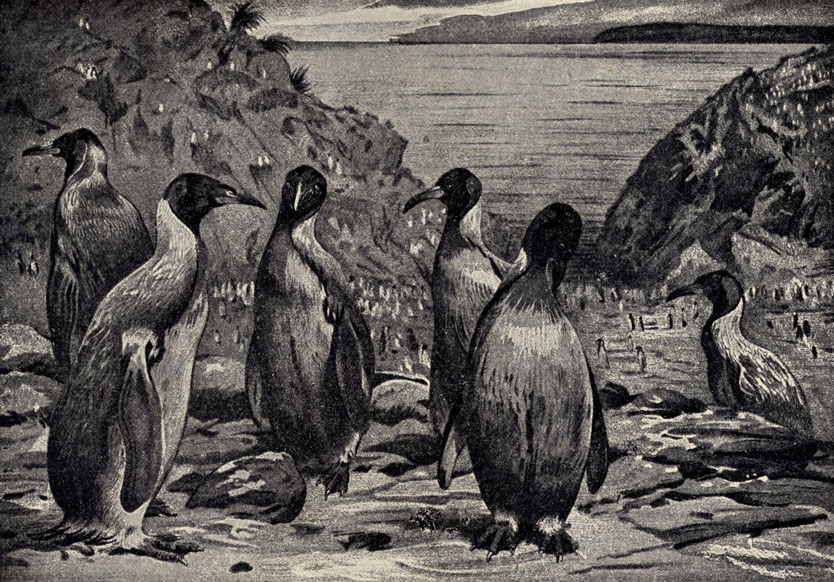  (Aptenodytes patachonica)