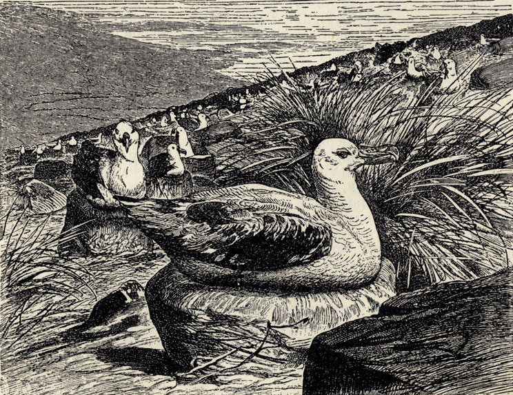   (Diomedea exulans); 1/8 . 