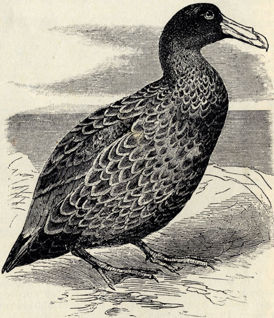   (Macronectes giganteus); 1/6 . 