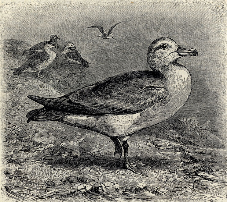   (Fulmarus glacialis); 1/4 . 