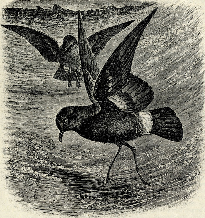   (Hydrobates pelagicus). 1/2 . 