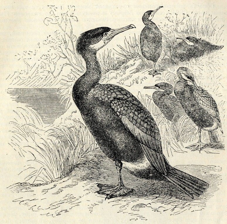   (Phalacrocorax carbo); 1/5 . 