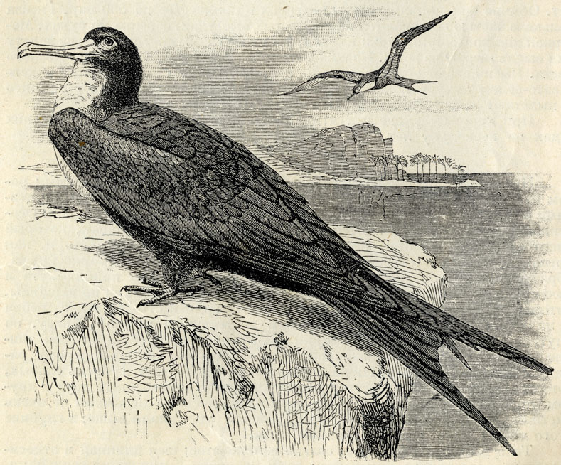   (Fregata aquila); 1/6 . 