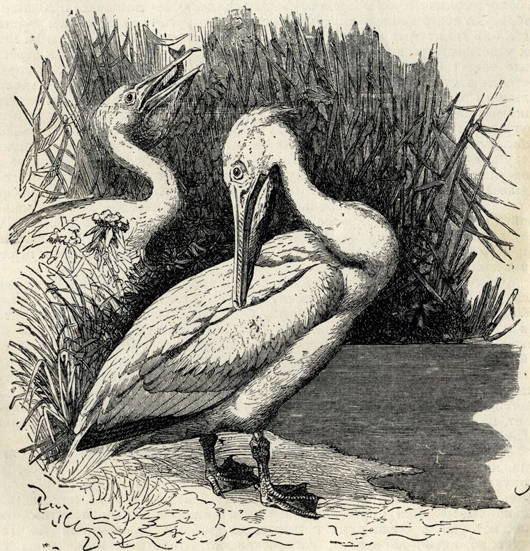   (Pelekanus onocrotalus). 1/7 . 