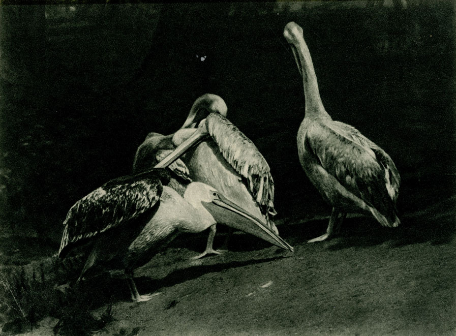  (Pelecanus onocrotalus) - . . . . 