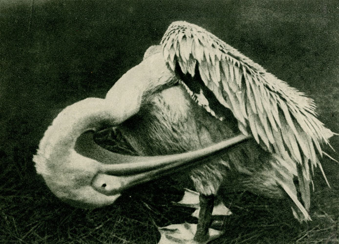   - (Pelecanus onocrotalus)  . W. Neumann. 