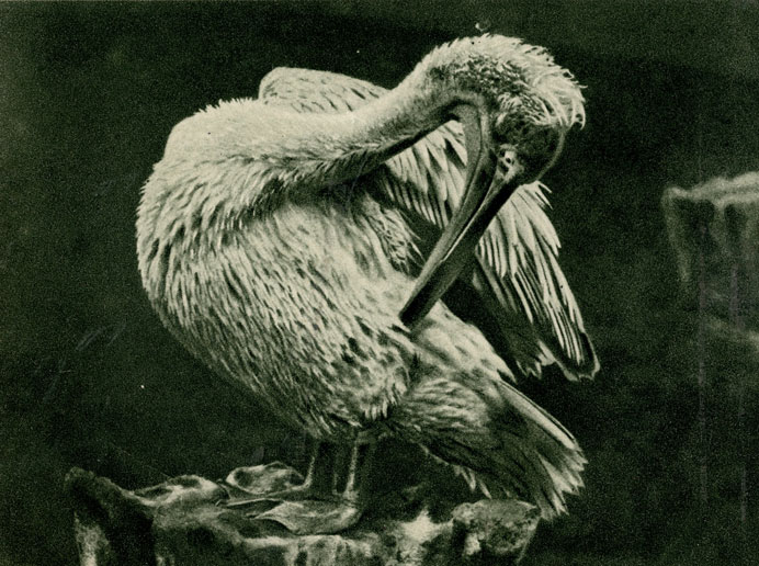   (Pelecanus crispus)  . W. Neumann. 