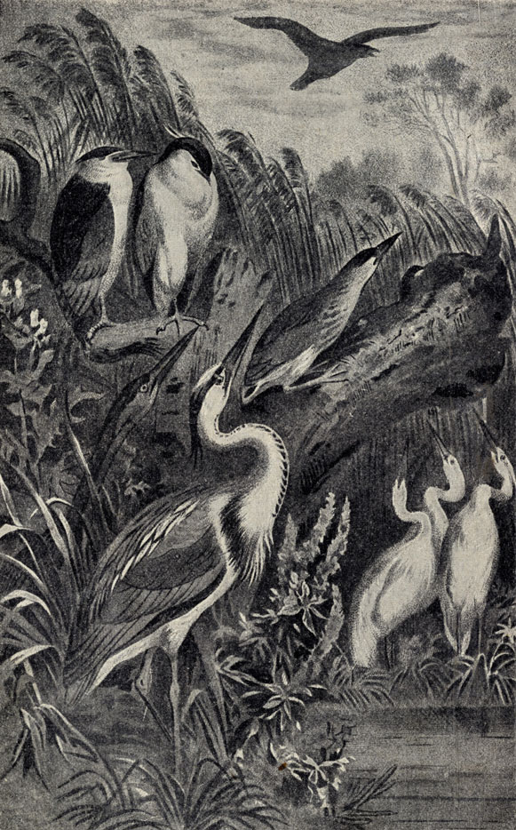 1)   (Ardea cinerea). 2)   (Botaurus stellaris). 3)     (Nycticorax nycticorax). 4)   (Ardetta minuta). 5)    (Garzetta garzetta)