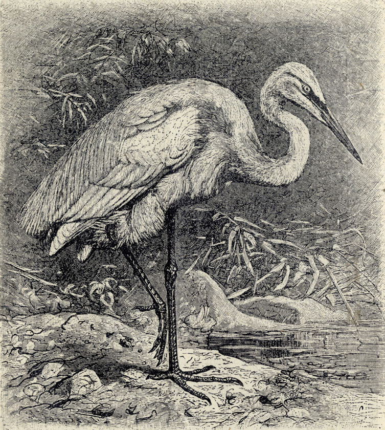    (Herodias alba); 1/6 . 
