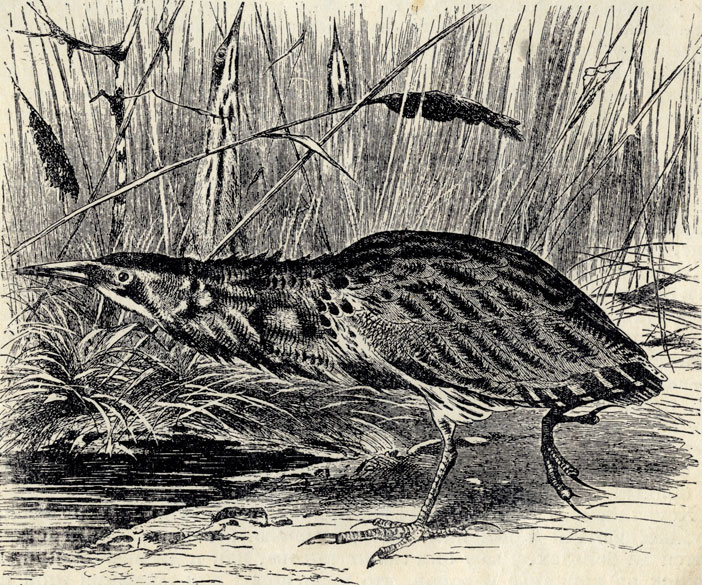     (Botaurus stellaris); 1/4 . 