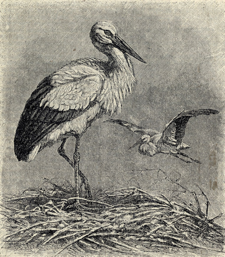   (Ciconia ciconia); 1/8 . 