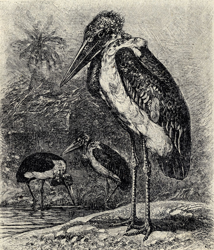  (Leptoptilus crumeniferus); 1/8 . 
