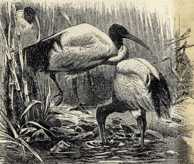   (Ibis aethiopica); 1/5 . 