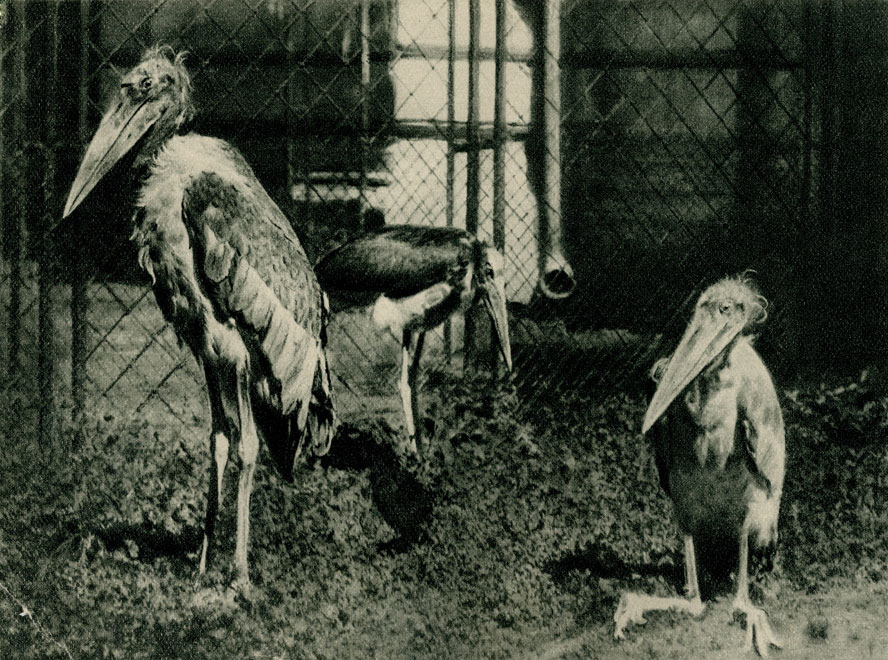  (Leptoptilus crumeniferus) - . . . . 