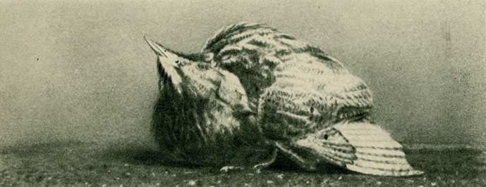   (Botaurus stellaris)    1/12 . .   Lewis Medland. 
