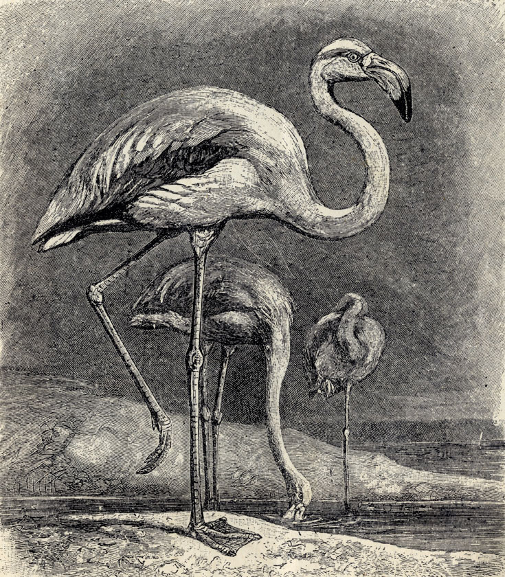   (Phoenicopterus roseus); 1/6 . 