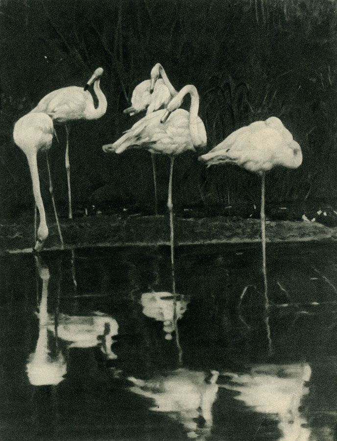  (Phoenicopterus roseus) - . . . . 