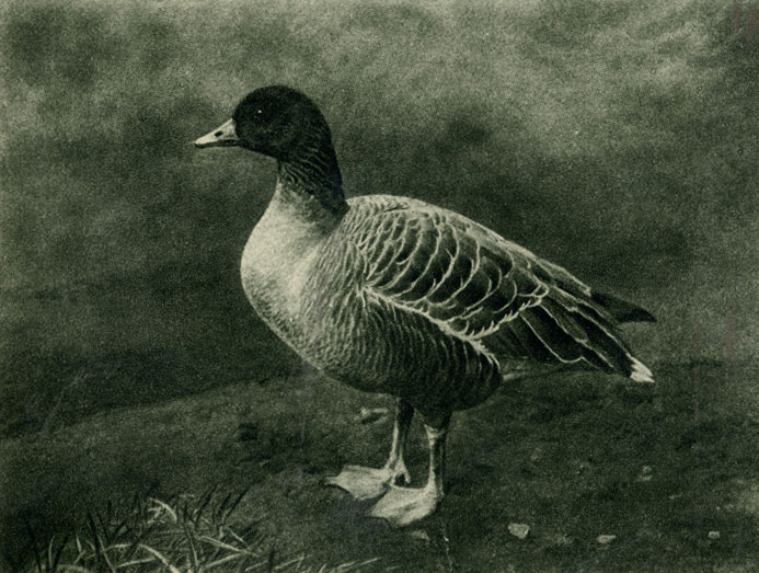   (Anser brachyrhynchus) 1/8 . .  W. P. Dando. 