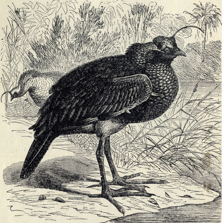     (Palamedea cornuta); 1/5 . 