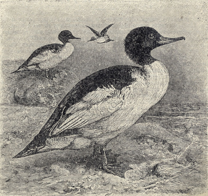   (Merganser merganser); 1/5 . 