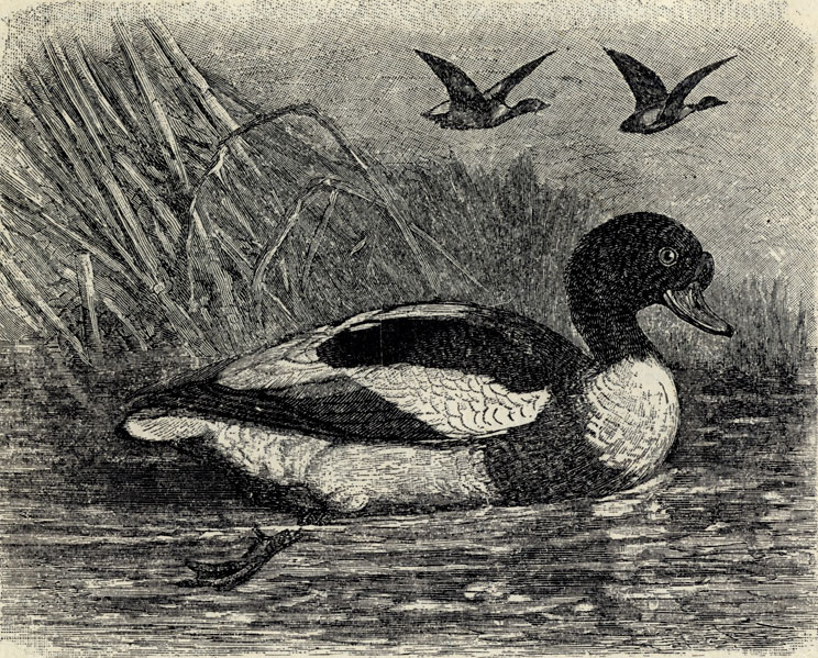  (Tadorna tadorna); 1/5 . 