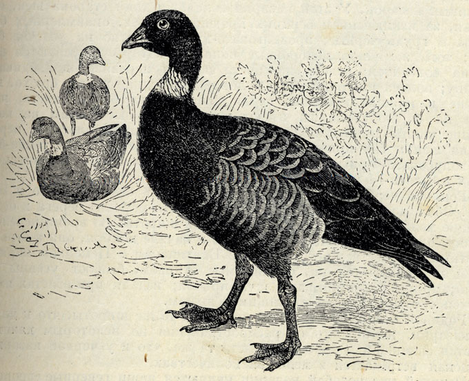  (Branta bernicla); 1/5 . 