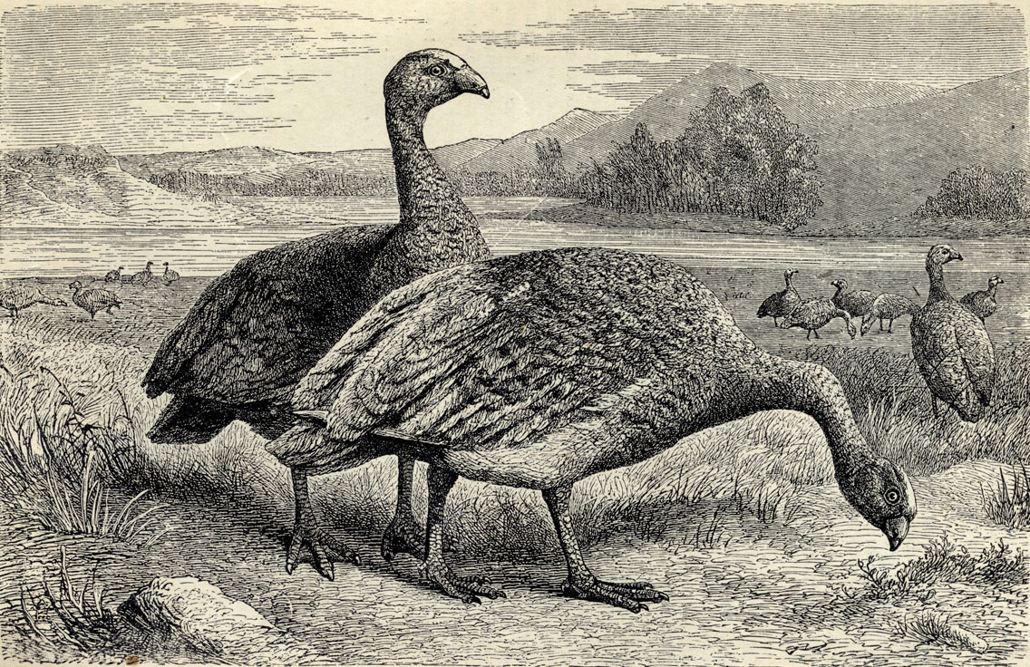   (Cereopsis novae-hollandiae)