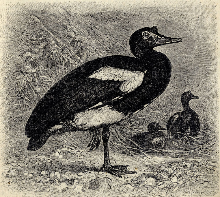    (Plectropterus gambensis); 1/6 . 