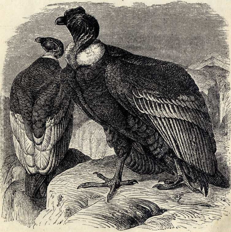  (Sarcorhamphus gryphus); 1/6 . 