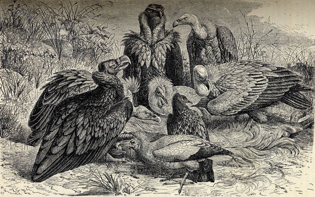 1)   (Vulter monachus). 2)  (Neophron percnopterus). 3)   (Gips fulvus)