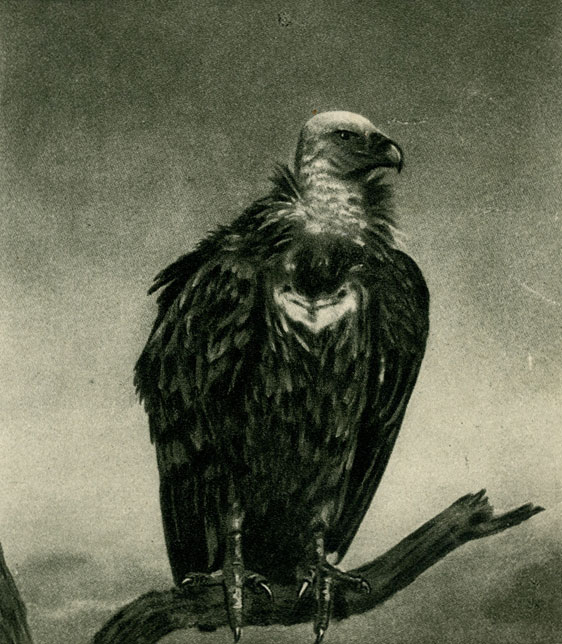   (Gyps fulvus) 1/2 . .  -  