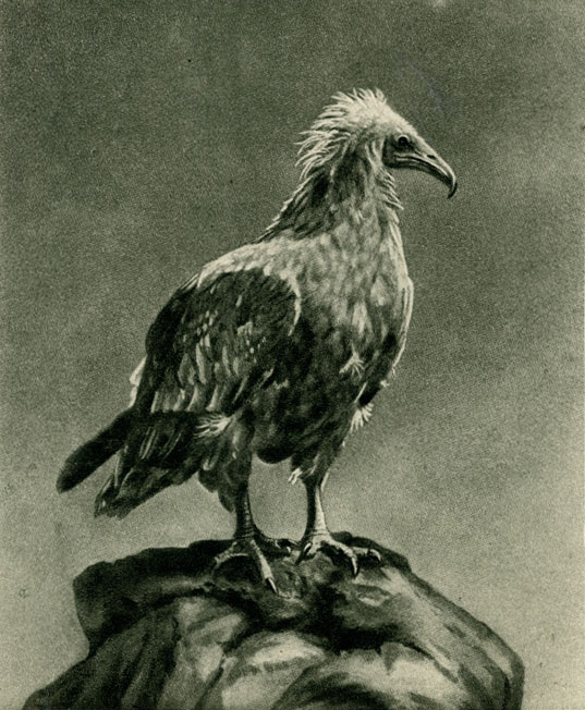  (Neophron percnopterus) 1/7 . .  The Scholastic Photographic Co. 
