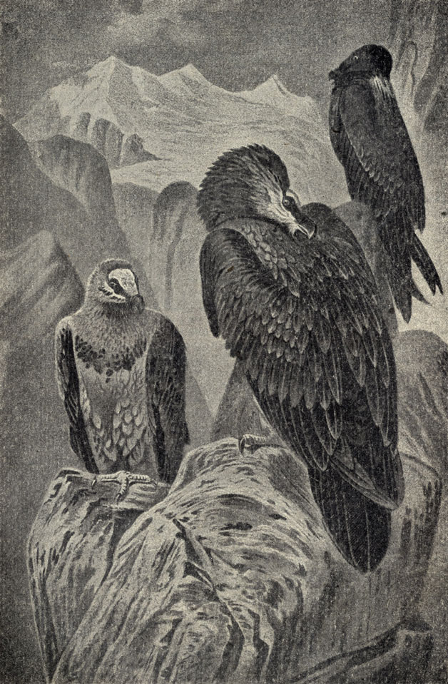    (Gypaetus barbatus)