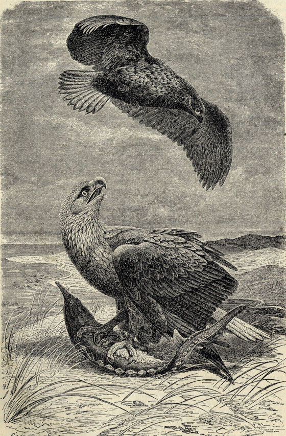 - (Haliaetus albicilla)