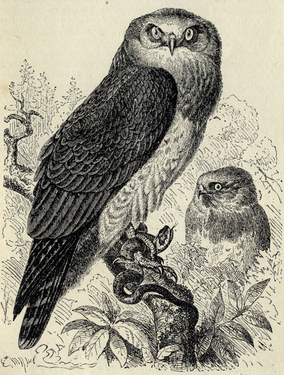 - (Circaetus gallicus); 1/5 . 