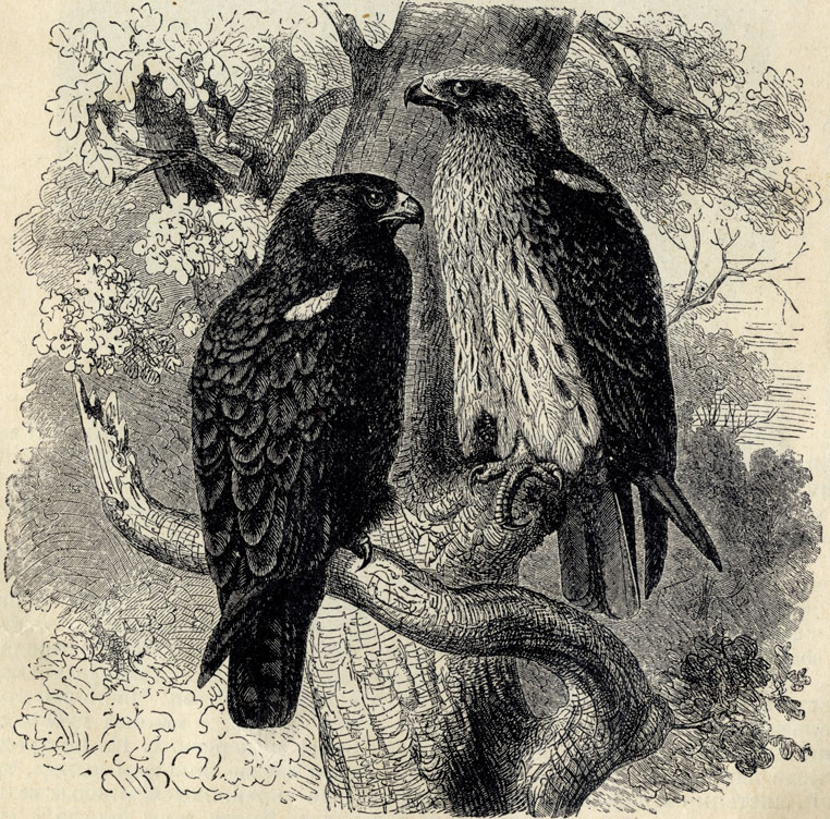 1) -  (Eutolmaetus minutus). 2. -  (Eutolmaetus pennatus); 1/5 . 