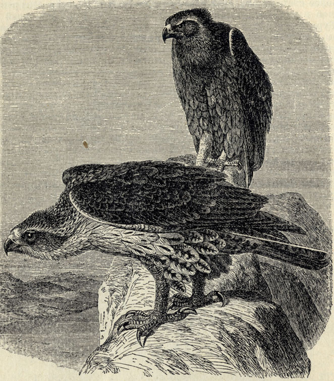   (Eutolmaetus fasciatus); 1/5 . 
