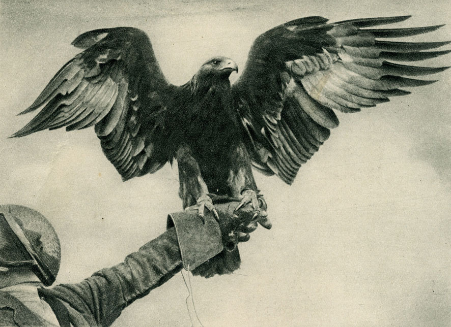    (Aquila chrysaetus),    .       W. R. Knight.   