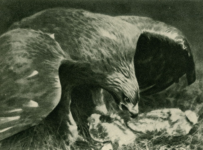  (Aquila chrysaetus),    W. R. Knight.   