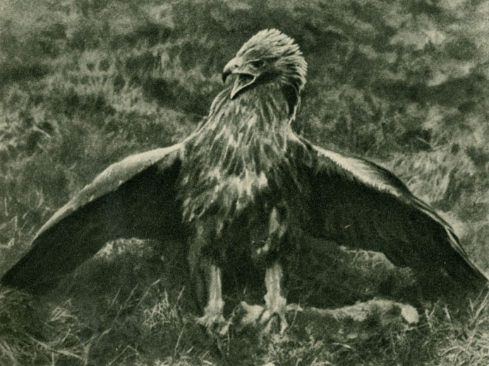  (Aquila chrysaetus),    W. R. Knight.   