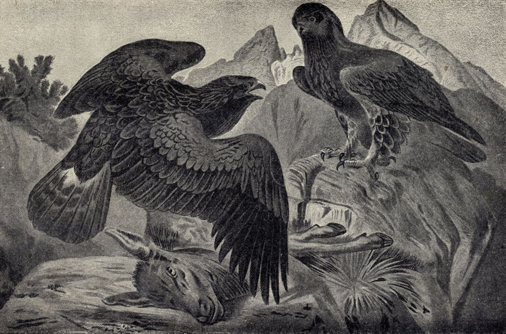    (Aquila chrysaetus)