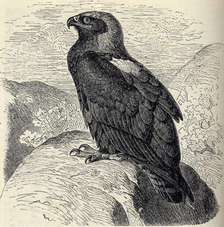 -   (Aquila heliaca); 1/6 . 