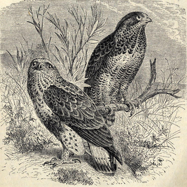   (Archibuteo lagopus); 1/6 . 